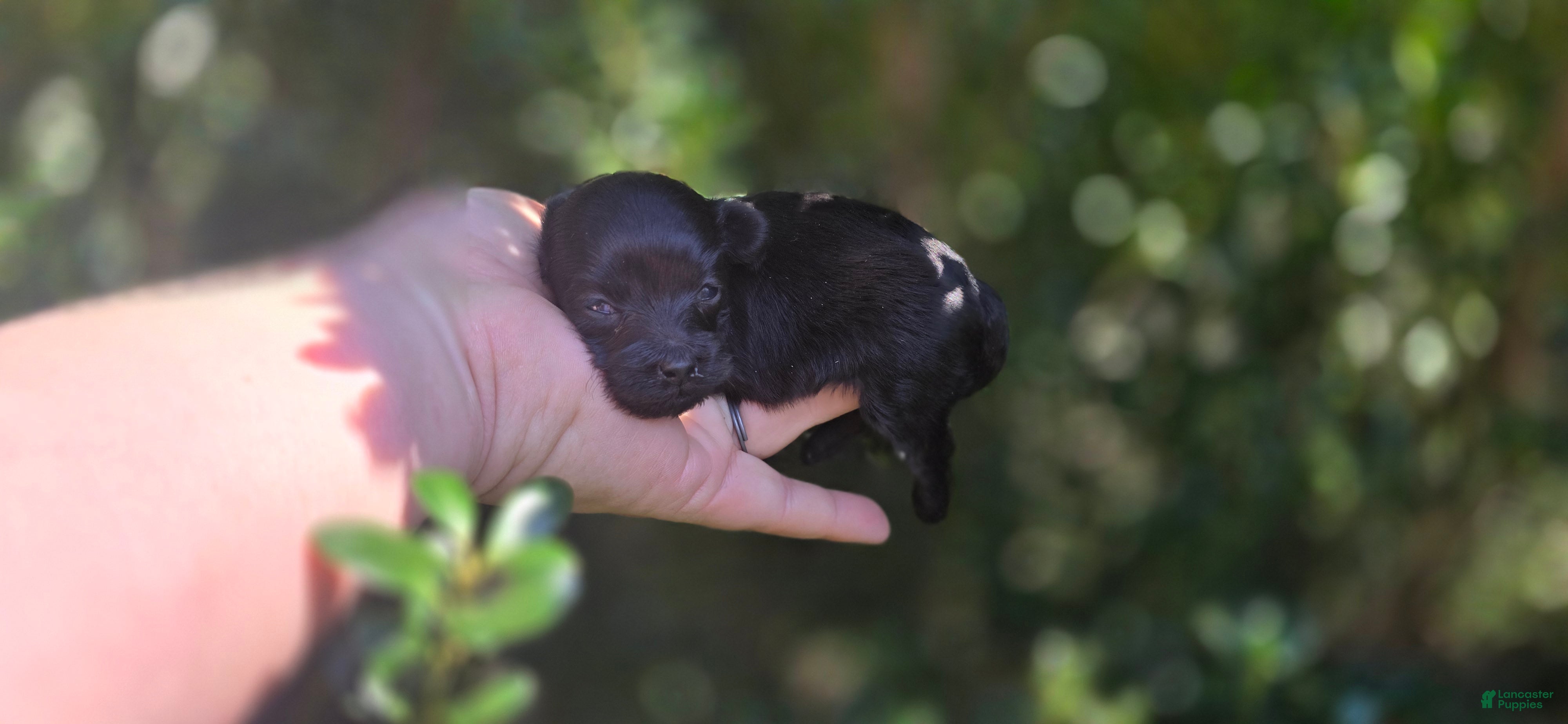 Maltipoo dogs Coal - Ad 42