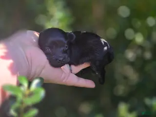 Maltipoo dogs Coal - Ad 25