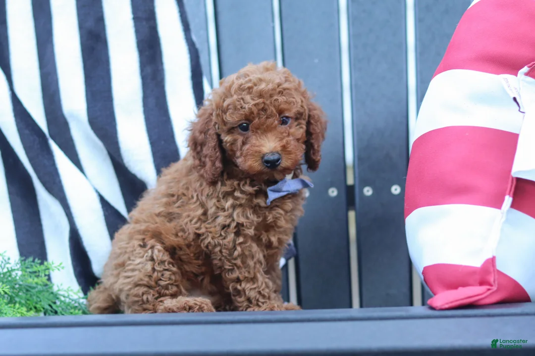 Miniature Poodle dogs for sale: Duke - Ad 2