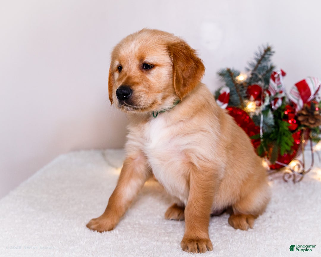 Golden Retriever dogs for sale: Heidi - Ad 4