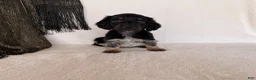 Miniature Dachshund dogs for sale: Matson - Ad 6