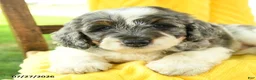 Mini Bernedoodle dogs for sale: Carter - Ad 3