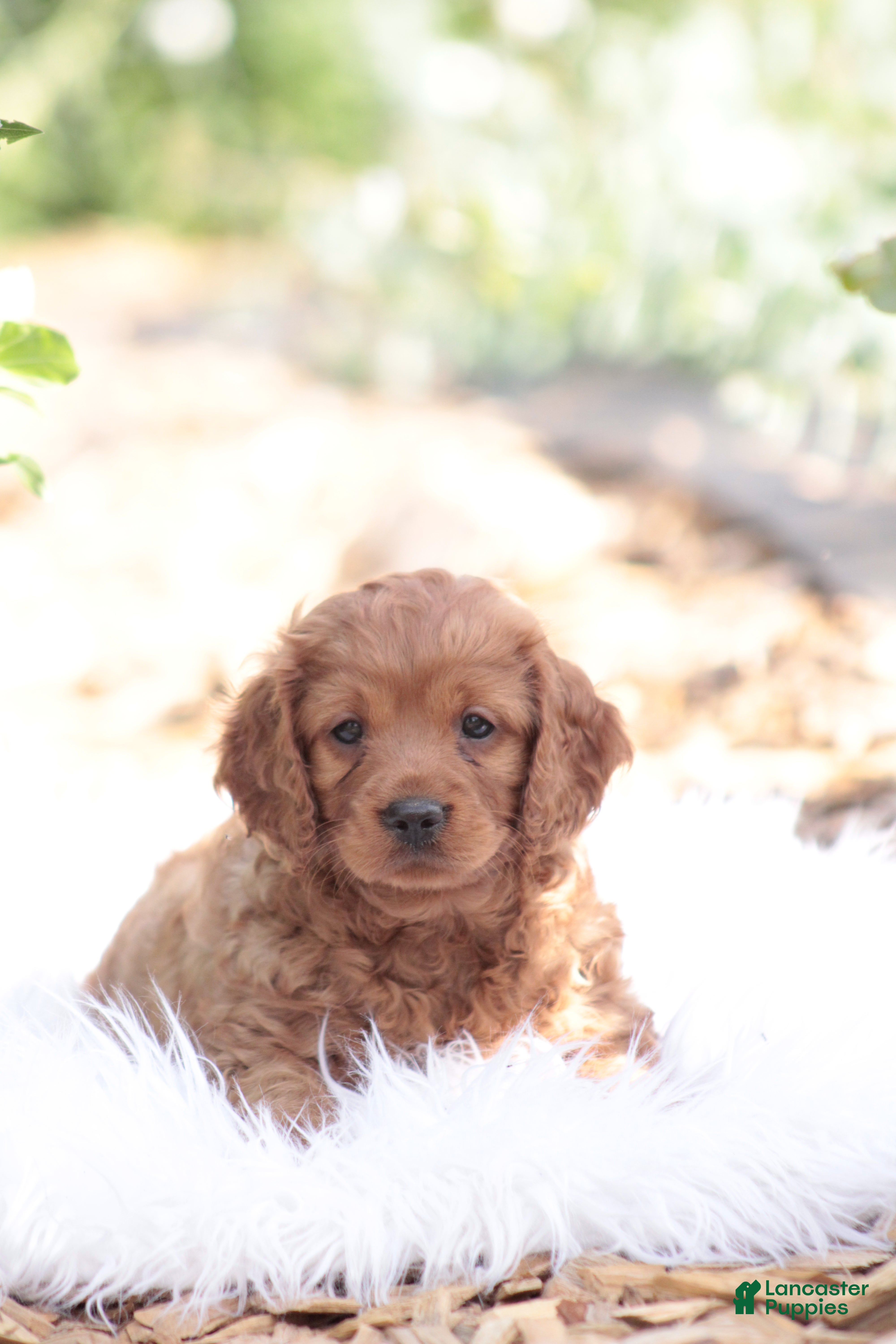 Cavapoo dogs for sale: Ben - Ad 1
