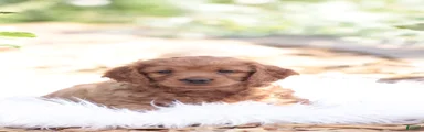 Ben