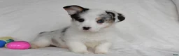 Welsh Corgi Pembroke dogs for sale: Snow White - Ad 2
