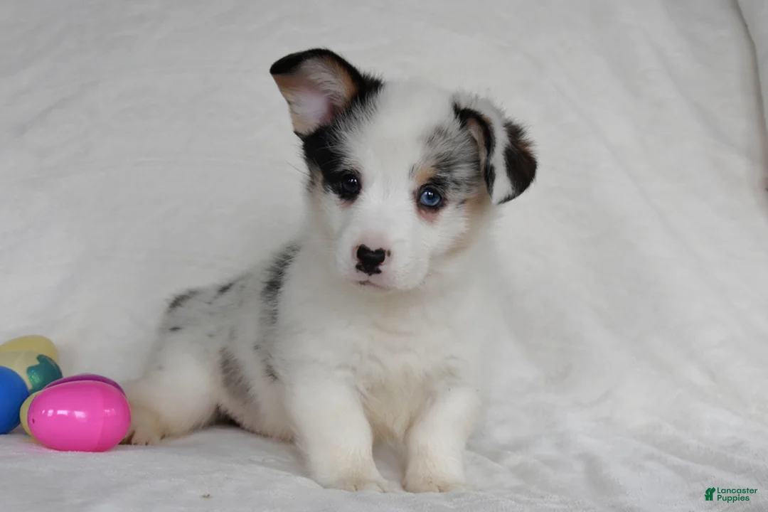 Welsh Corgi Pembroke dogs for sale: Snow White - Ad 2