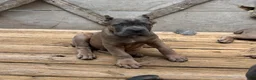 Cane Corso dogs for sale: Lime Green - Ad 5