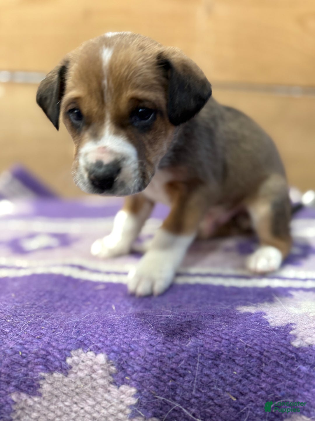 Mixed Breed dogs for sale: Mixed Breed Puppy 3 - Ad 1