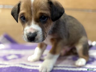 Mixed Breed dogs Mixed Breed Puppy 3 - Ad 24