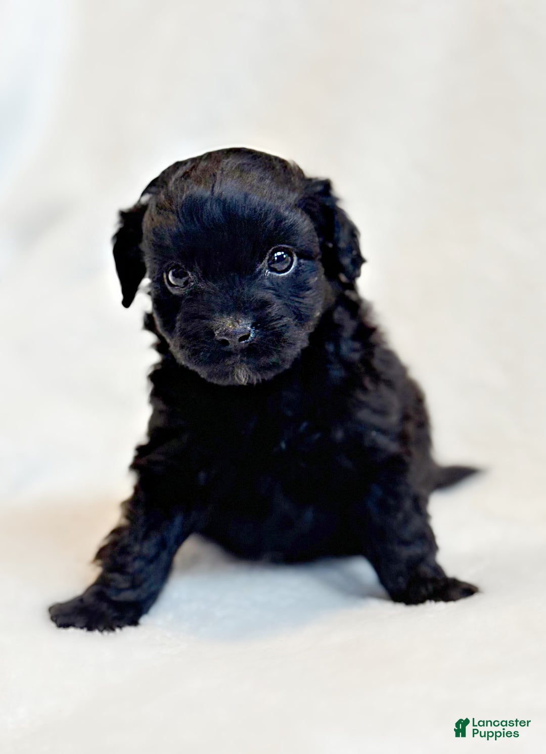 Mini Aussiedoodle dogs for sale: Rex (Micro) - Ad 2