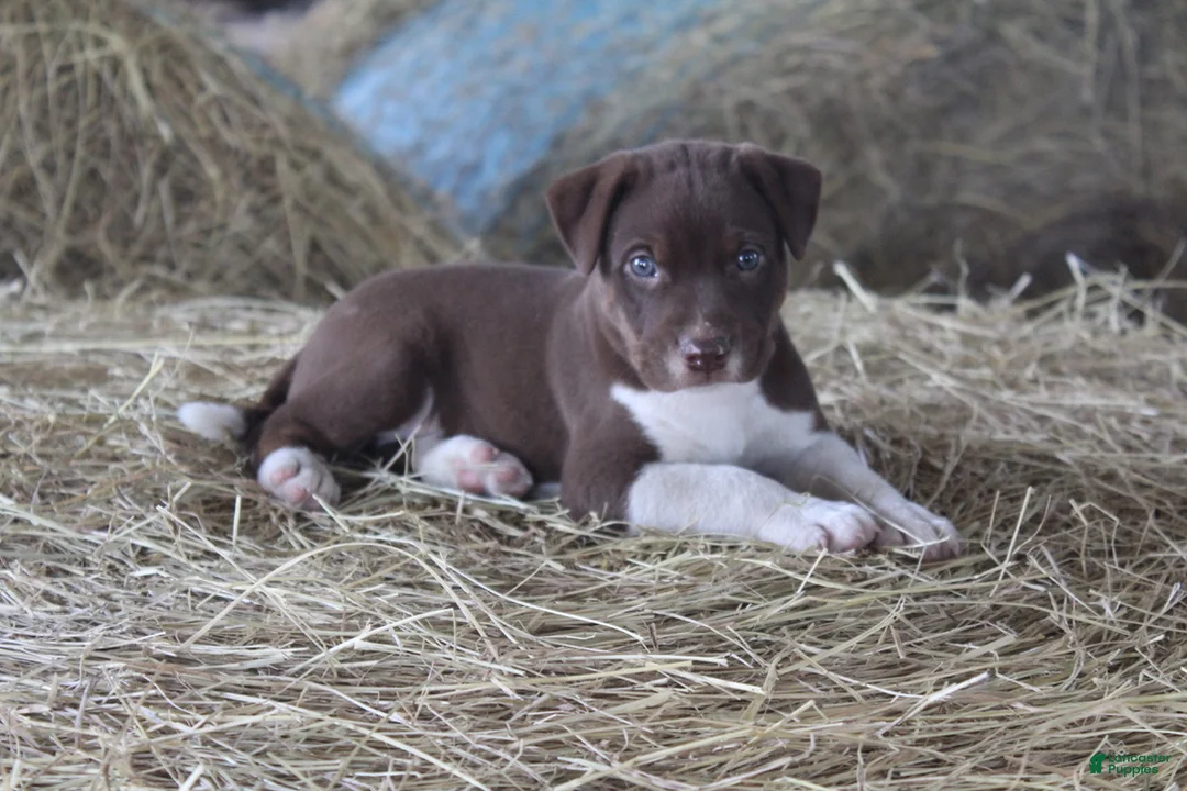 Mixed Breed dogs for sale: Rascal - Ad 2