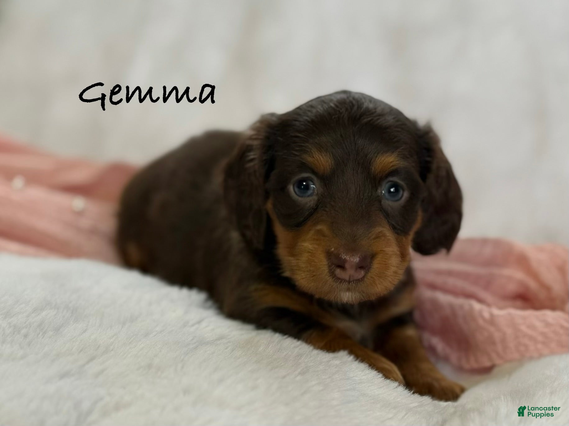 Miniature Dachshund dogs Gemma - Ad 1