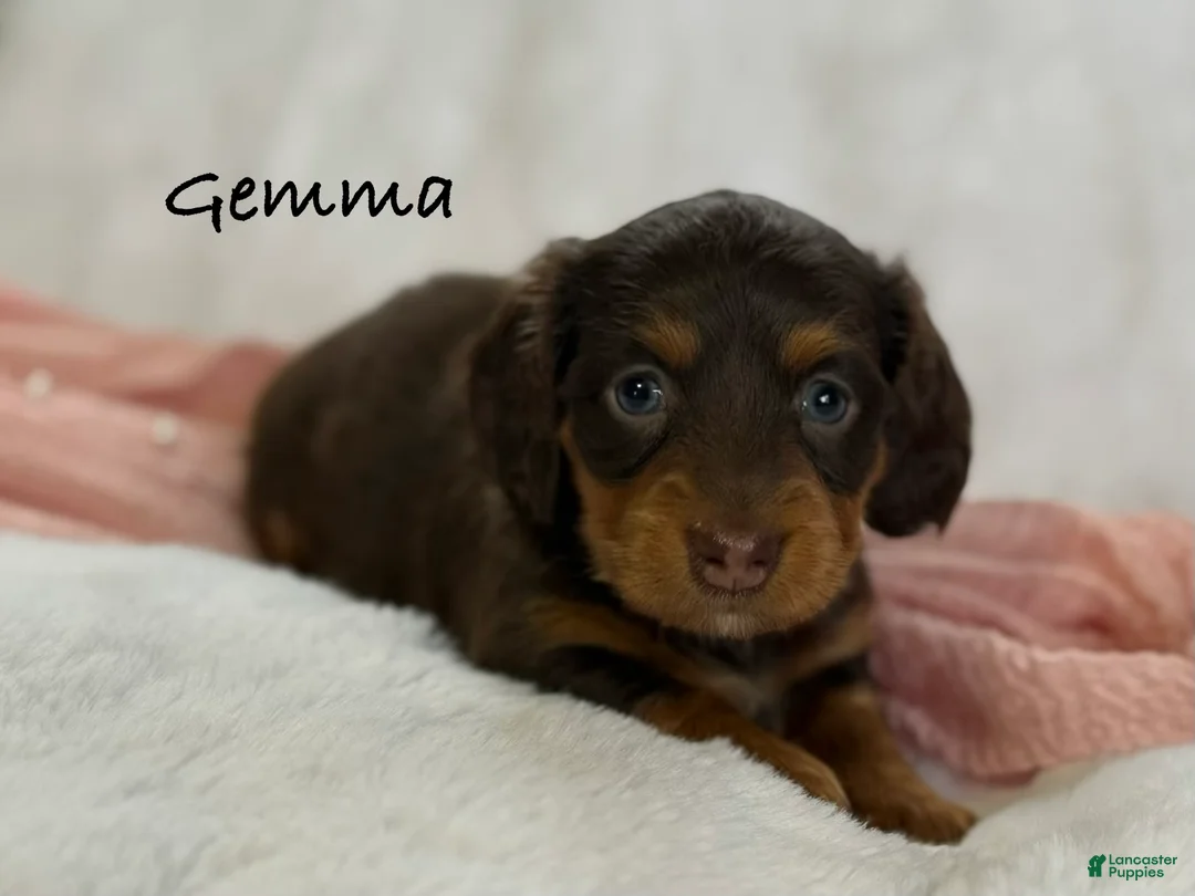 Miniature Dachshund dogs for sale: Gemma - Ad 1