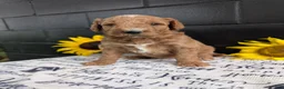 Goldendoodle dogs for sale: Lara  - Ad 6