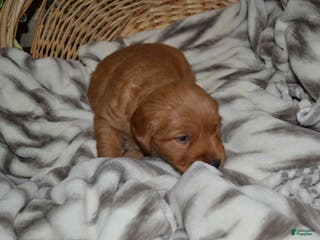 Golden Retriever dogs Rosa - Ad 13