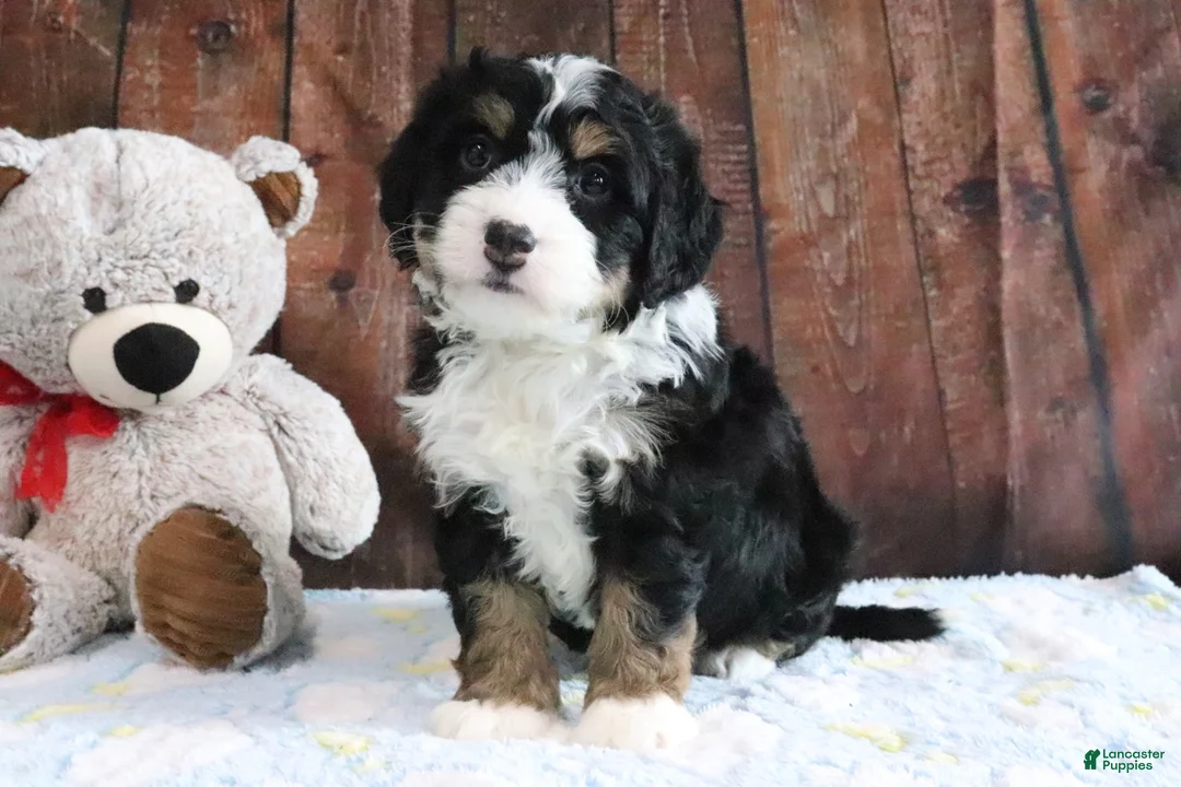 Mini Bernedoodle dogs for sale: Jingle - Ad 1