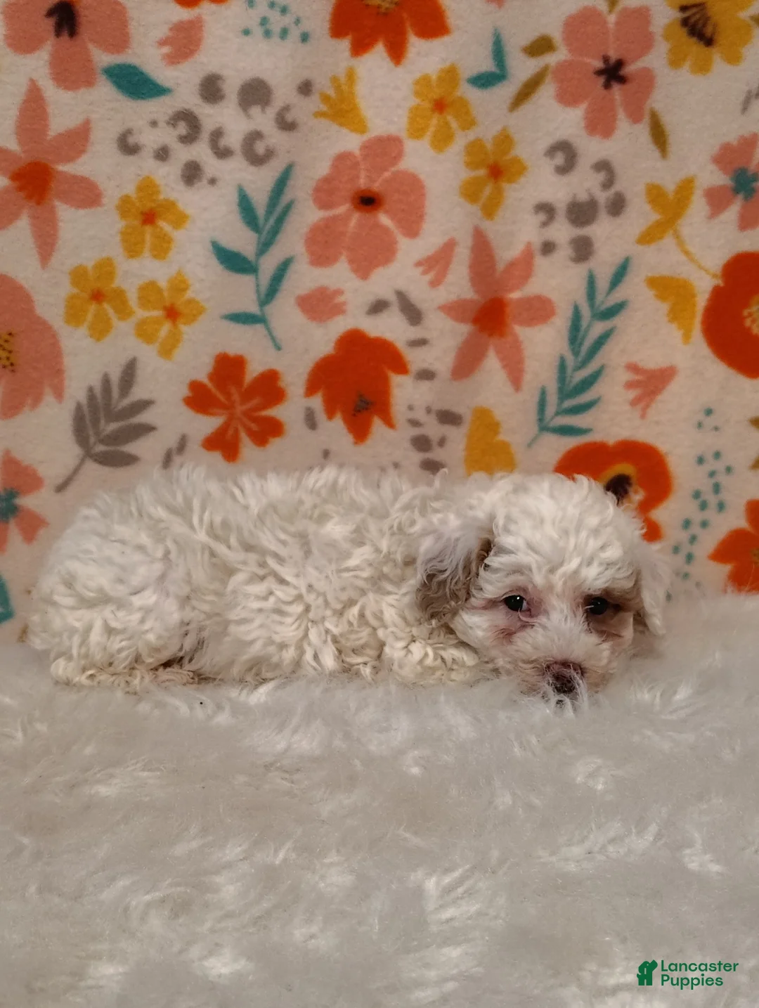 Sheepadoodle dogs for sale: Sam - Ad 2