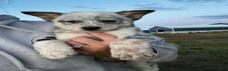 Australian Cattle Dog dogs for sale: Rip - Ad 5