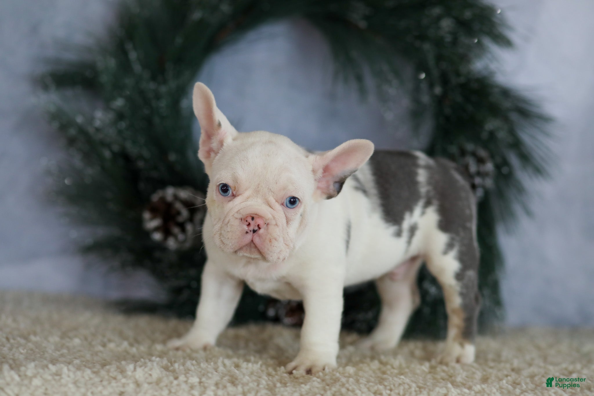 French Bulldog dogs Logan - Ad 2