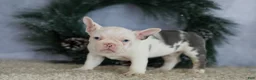 French Bulldog dogs for sale: Logan - Ad 2