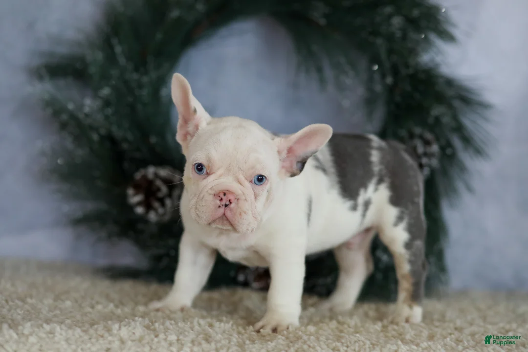 French Bulldog dogs for sale: Logan - Ad 2