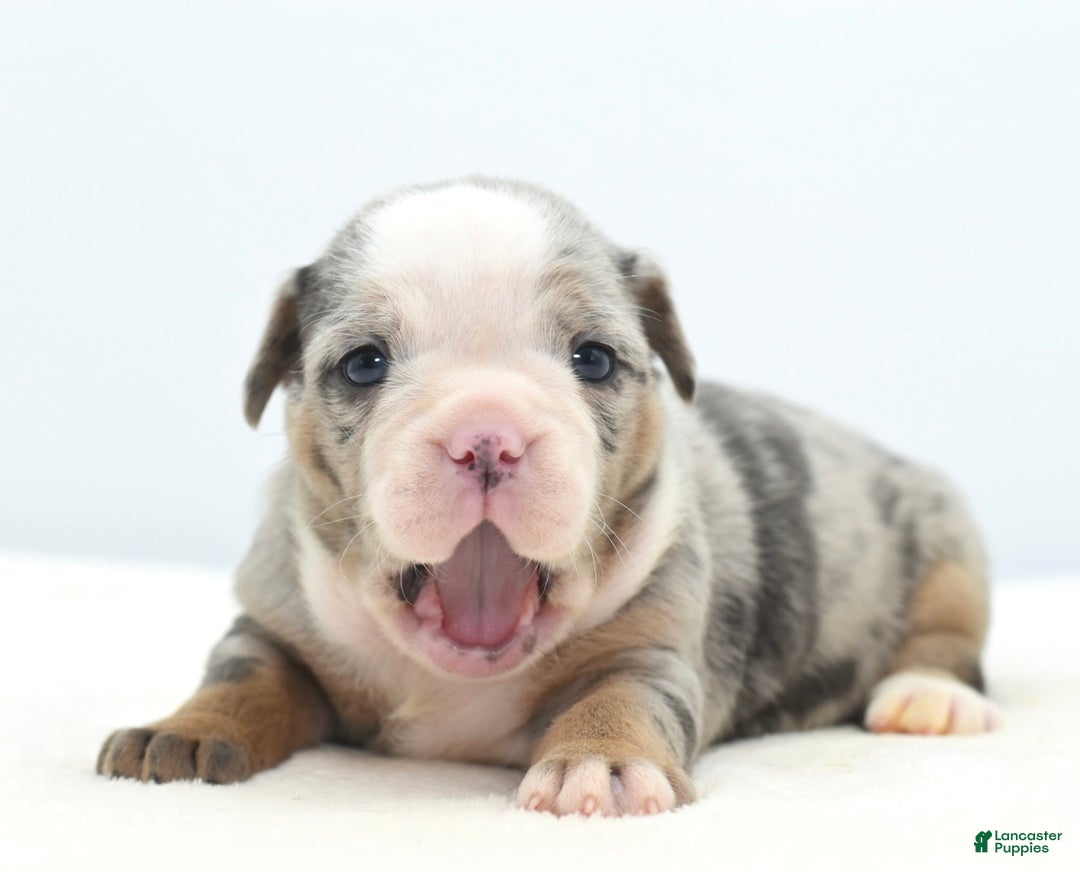 Mixed Breed dogs for sale: Aqua blue koi  - Ad 9