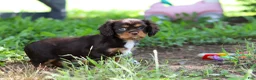 Cavalier King Charles Spaniel dogs for sale: Mudslide - Ad 3