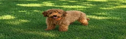 Cavapoo dogs for sale: Epic - Ad 3