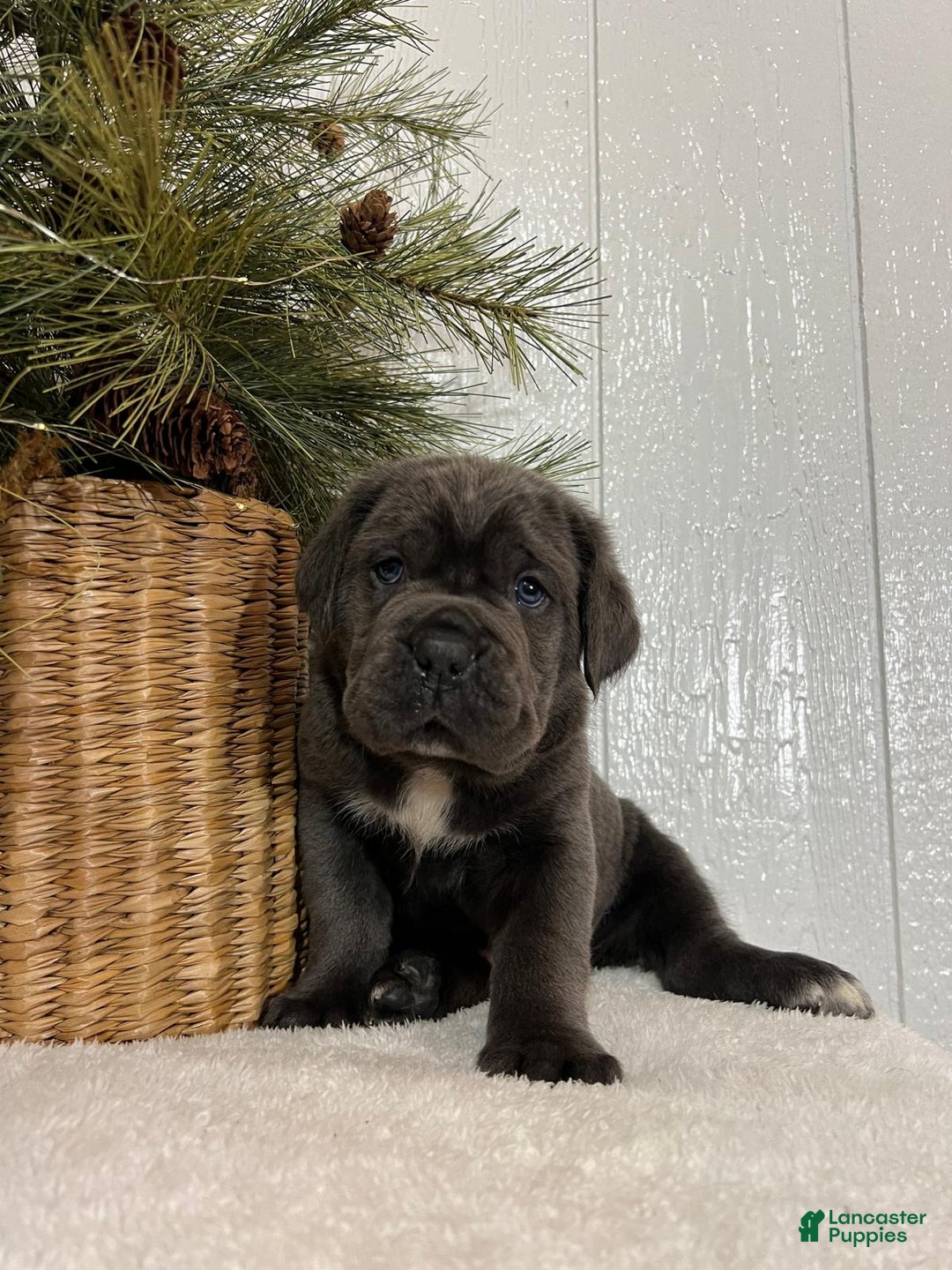 Cane Corso dogs for sale: Duke - Ad 3