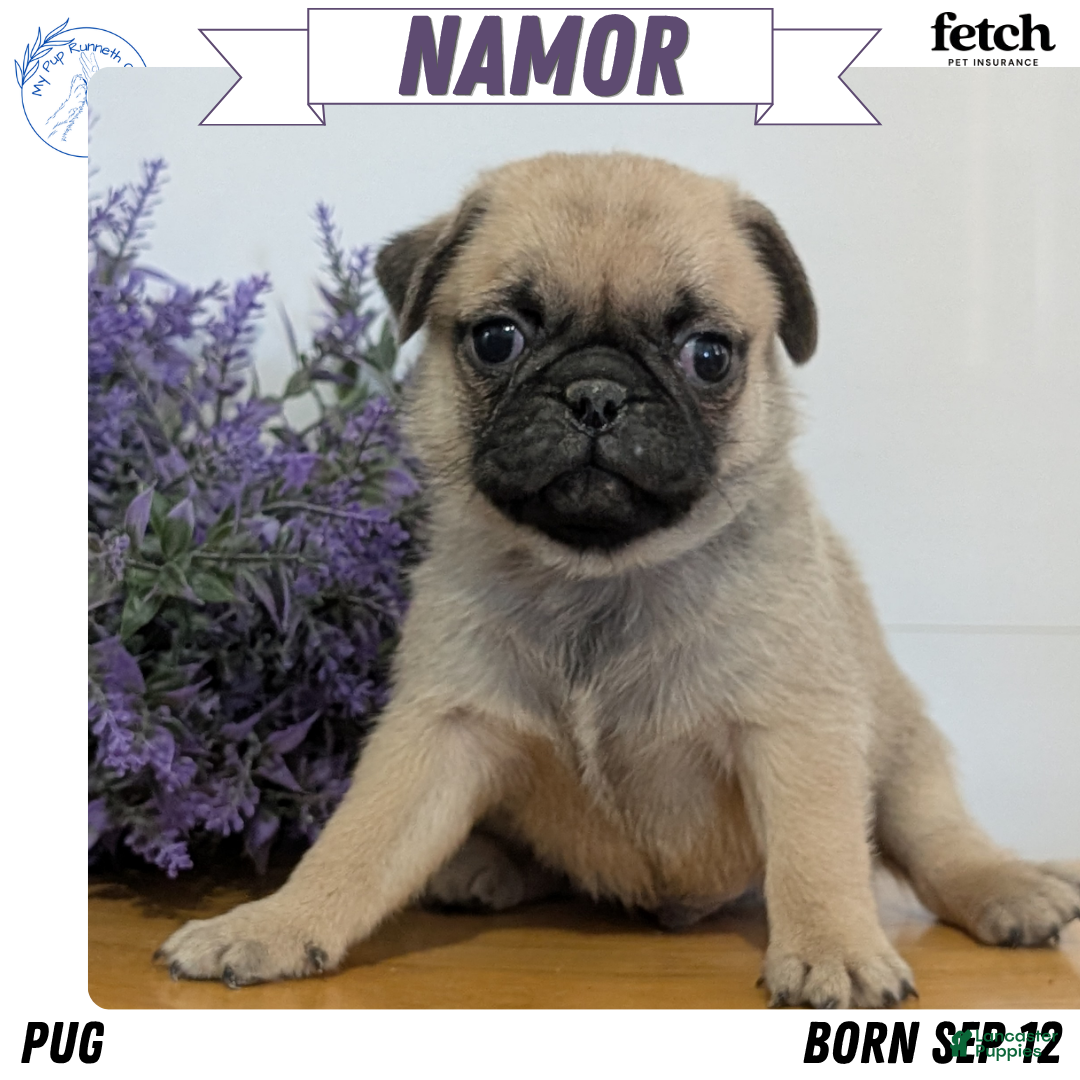 Pug dogs for sale: Namor - Ad 1