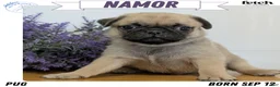 Pug dogs for sale: Namor - Ad 1