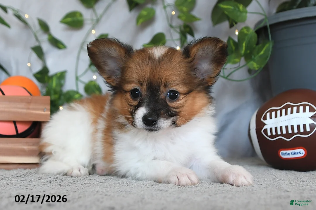 Papillon dogs for sale: Dusty - Ad 2