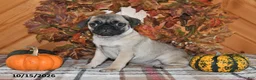 Pug dogs for sale: Kaci - Ad 1