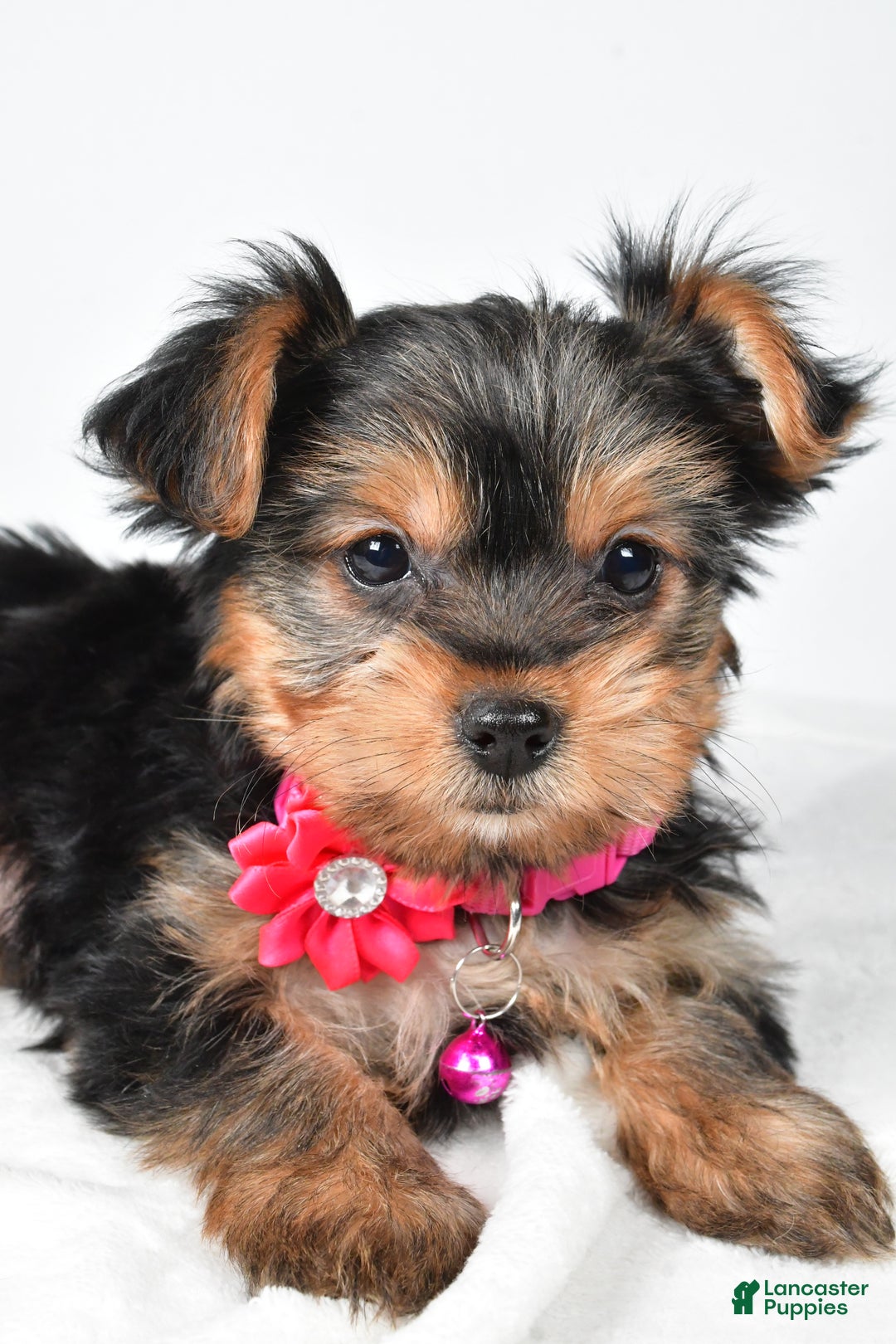 Yorkshire Terrier dogs for sale: Avery teacup - Ad 5