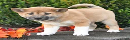 Shiba Inu dogs for sale: Candy - Ad 3