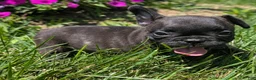 French Bulldog dogs for sale: French Toast - Ad 5