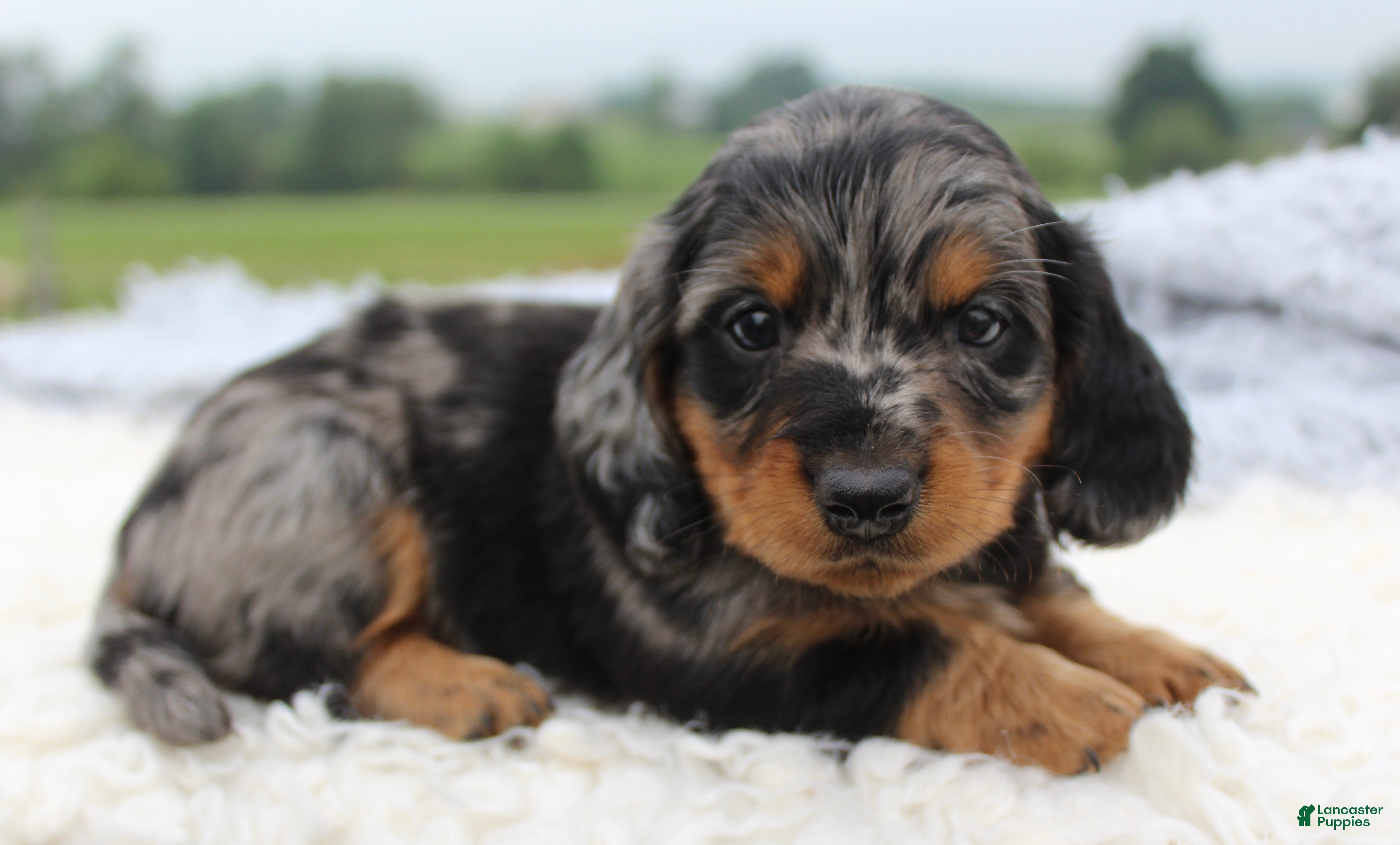 Miniature Dachshund dogs Miniature Dachshund 1 - Ad 20