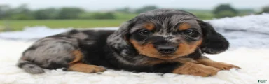 Miniature Dachshund 1