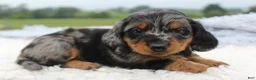 Miniature Dachshund dogs for sale: Miniature Dachshund 1 - Ad 1