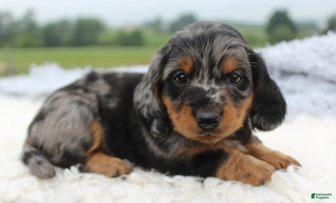 Miniature Dachshund dogs for sale: Miniature Dachshund 1 - Ad 1