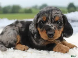 Miniature Dachshund dogs Miniature Dachshund 1 - Ad 20