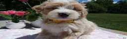 Mini Aussiedoodle dogs for sale: Mini Aussiedoodle 2 Bobby - Ad 4