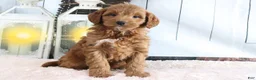 Mini Goldendoodle dogs for sale: Mindy - Ad 2
