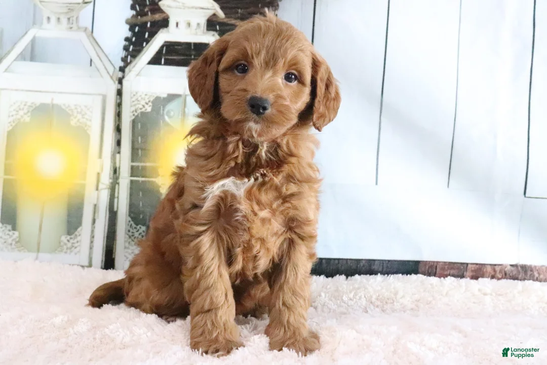 Mini Goldendoodle dogs for sale: Mindy - Ad 2
