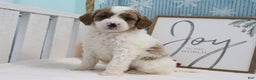 Mini Goldendoodle dogs for sale: Captain - Ad 2