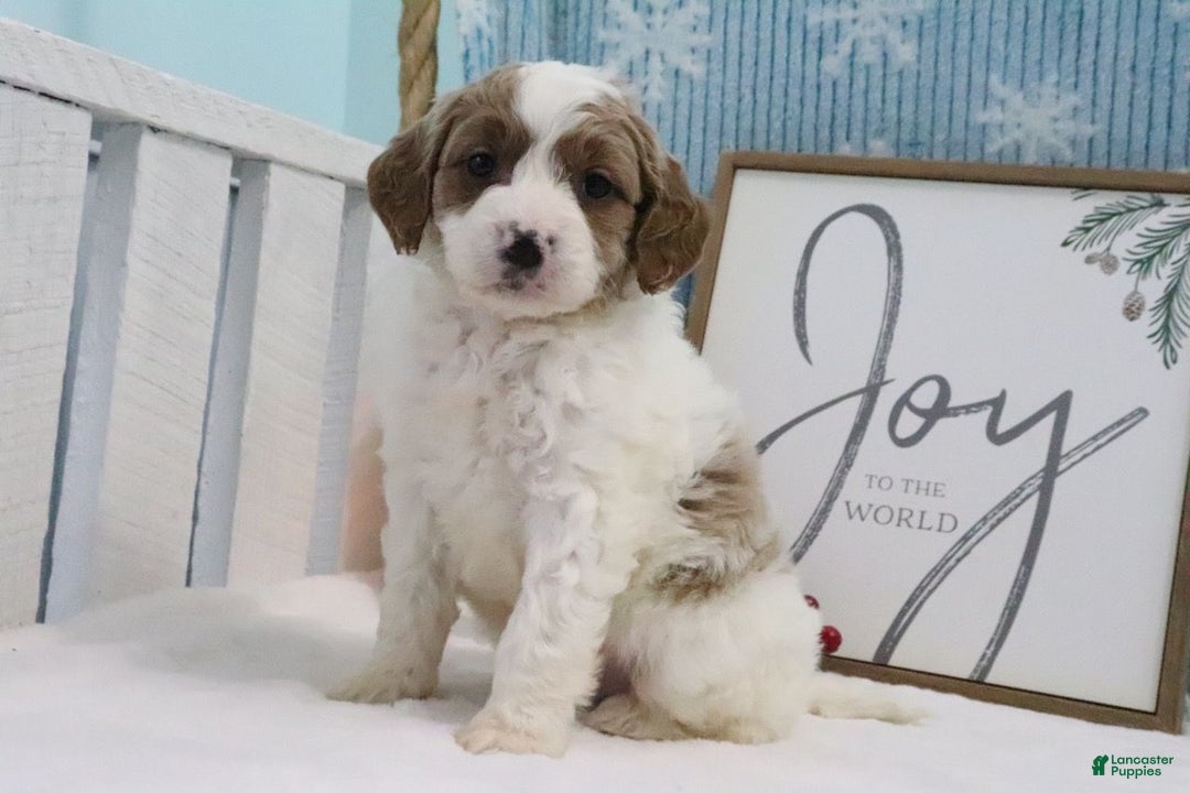 Mini Goldendoodle dogs for sale: Captain - Ad 2