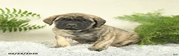English Mastiff dogs for sale: Abby - Ad 1