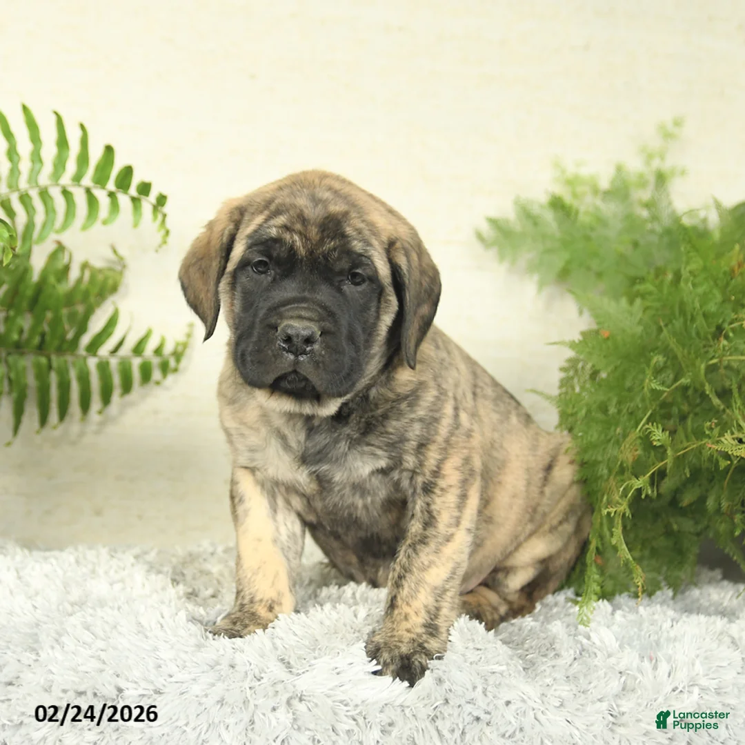 English Mastiff dogs for sale: Abby - Ad 1