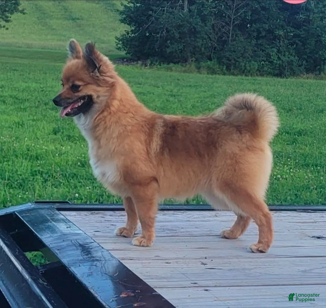 Pomchi dogs for sale:  1 - Ad 4