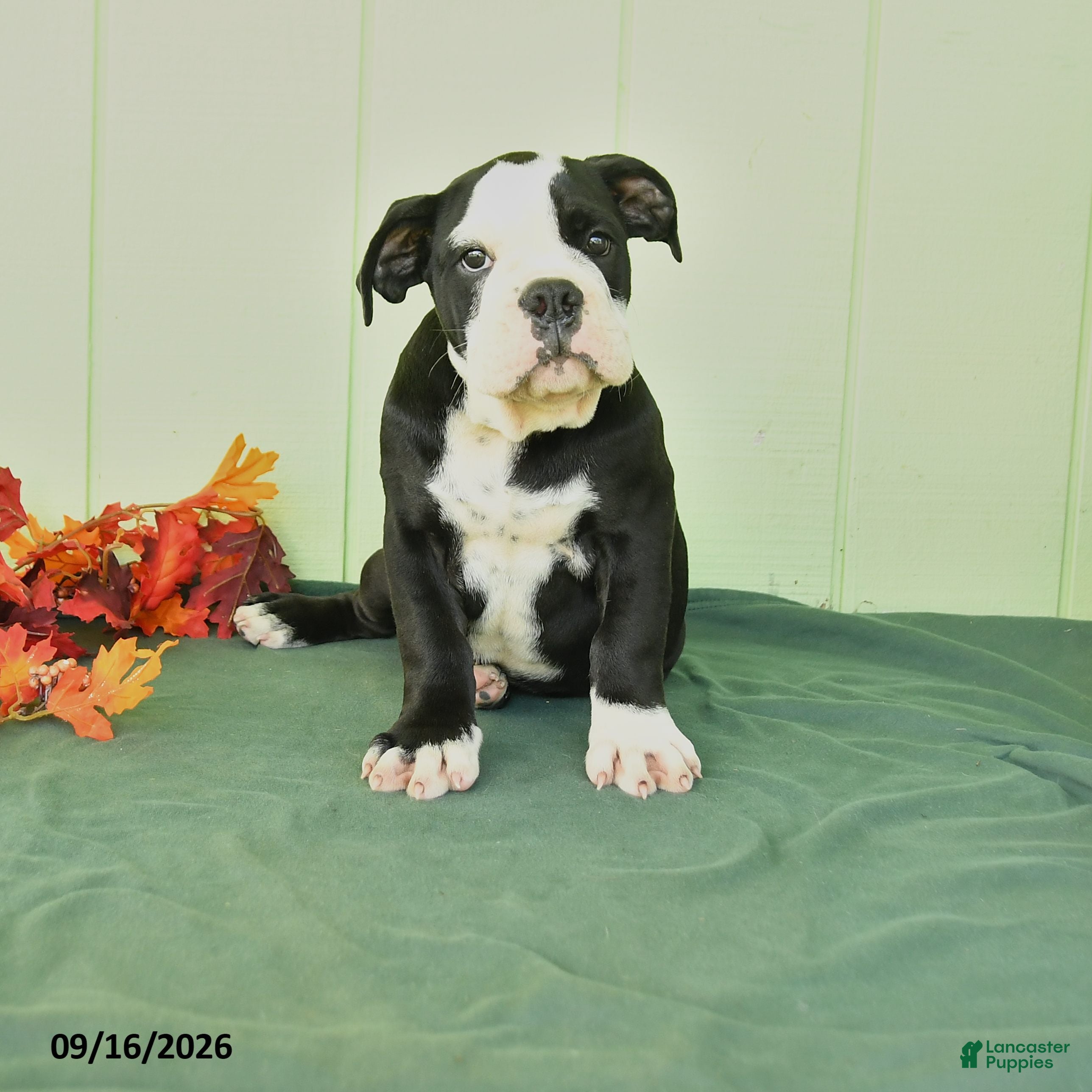 Olde English Bulldogge dogs Remi  - Ad 1
